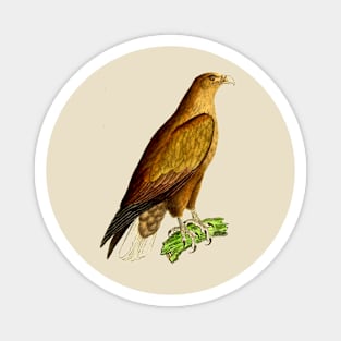 hawk,bald eagle,falcon,golden eagle,birdie,bird,bird of prey,raptor,aquila,vulture,heron,golf game,golf,eaglet,condor,haliaeetus,harpy eagle,beak,eagle putt,bird of jove,accipitridae,score,pigeon,owl,osprey Magnet